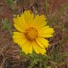 Fotografia 1 da espécie Coreopsis lanceolata do Jardim Botânico UTAD