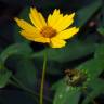 Fotografia 10 da espécie Coreopsis lanceolata do Jardim Botânico UTAD