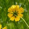 Fotografia 11 da espécie Coreopsis lanceolata do Jardim Botânico UTAD