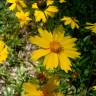 Fotografia 12 da espécie Coreopsis lanceolata do Jardim Botânico UTAD
