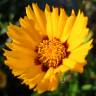 Fotografia 13 da espécie Coreopsis lanceolata do Jardim Botânico UTAD