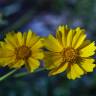Fotografia 14 da espécie Coreopsis lanceolata do Jardim Botânico UTAD