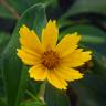 Fotografia 15 da espécie Coreopsis lanceolata do Jardim Botânico UTAD