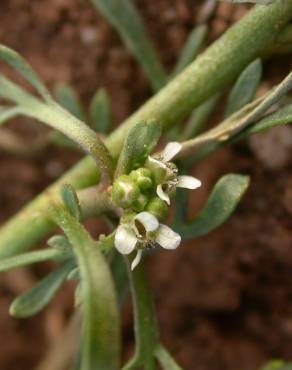 Fotografia 1 da espécie Lepidium coronopus no Jardim Botânico UTAD