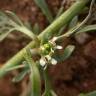 Fotografia 1 da espécie Lepidium coronopus do Jardim Botânico UTAD