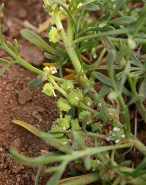 Fotografia 3 da espécie Lepidium coronopus no Jardim Botânico UTAD