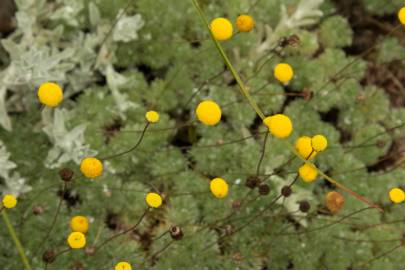Fotografia da espécie Cotula lineariloba
