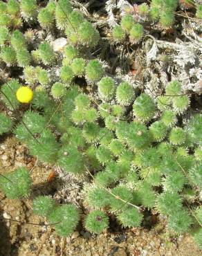 Fotografia 3 da espécie Cotula lineariloba no Jardim Botânico UTAD