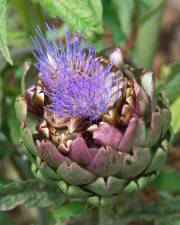 Fotografia da espécie Cynara scolymus