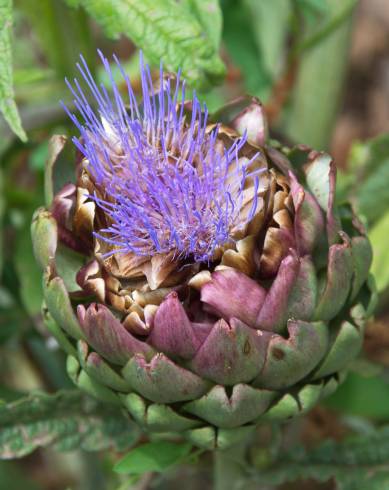 Fotografia de capa Cynara scolymus - do Jardim Botânico