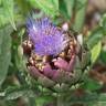 Fotografia 1 da espécie Cynara scolymus do Jardim Botânico UTAD