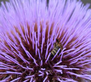 Fotografia da espécie Cynara scolymus