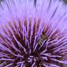 Fotografia 3 da espécie Cynara scolymus do Jardim Botânico UTAD