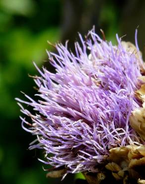 Fotografia 4 da espécie Cynara scolymus no Jardim Botânico UTAD