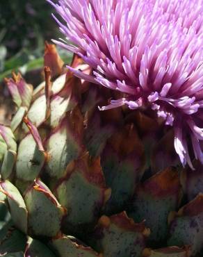 Fotografia 5 da espécie Cynara scolymus no Jardim Botânico UTAD