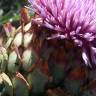 Fotografia 5 da espécie Cynara scolymus do Jardim Botânico UTAD