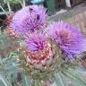 Fotografia 6 da espécie Cynara scolymus do Jardim Botânico UTAD