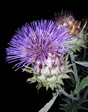 Fotografia 7 da espécie Cynara scolymus no Jardim Botânico UTAD