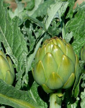 Fotografia 9 da espécie Cynara scolymus no Jardim Botânico UTAD