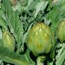 Fotografia 9 da espécie Cynara scolymus do Jardim Botânico UTAD