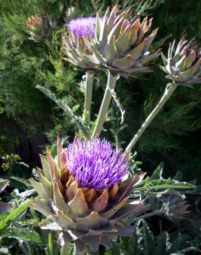 Fotografia 10 da espécie Cynara scolymus no Jardim Botânico UTAD