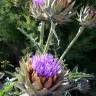 Fotografia 10 da espécie Cynara scolymus do Jardim Botânico UTAD