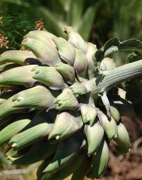 Fotografia 11 da espécie Cynara scolymus no Jardim Botânico UTAD