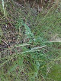 Fotografia da espécie Festuca rubra subesp. pruinosa