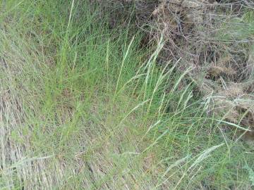 Fotografia da espécie Festuca rubra subesp. pruinosa