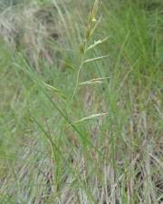 Fotografia da espécie Festuca rubra