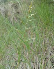 Festuca rubra subesp. pruinosa