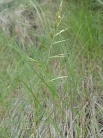 Fotografia da espécie Festuca rubra subesp. pruinosa