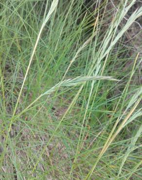 Fotografia 4 da espécie Festuca rubra subesp. pruinosa no Jardim Botânico UTAD