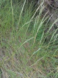 Fotografia da espécie Festuca rubra subesp. pruinosa