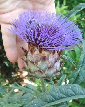 Fotografia 13 da espécie Cynara scolymus no Jardim Botânico UTAD