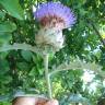 Fotografia 15 da espécie Cynara scolymus do Jardim Botânico UTAD