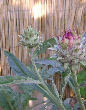 Fotografia 18 da espécie Cynara scolymus no Jardim Botânico UTAD