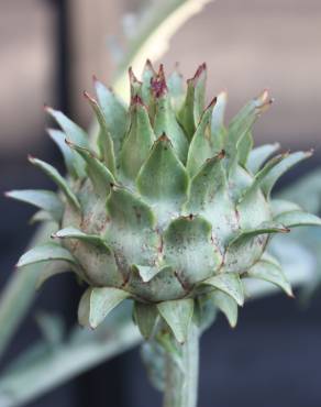 Fotografia 19 da espécie Cynara scolymus no Jardim Botânico UTAD