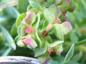 Fotografia da espécie Euphorbia peplus var. peploides