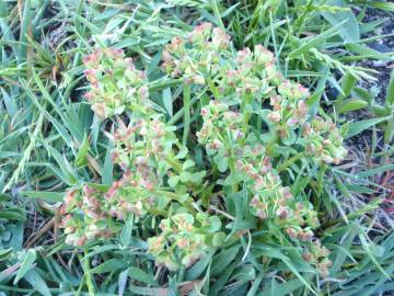 Fotografia da espécie Euphorbia peplus var. peploides