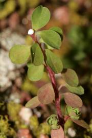 Fotografia da espécie Euphorbia peplus var. peploides