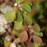 Fotografia 9 da espécie Euphorbia peplus var. peploides do Jardim Botânico UTAD