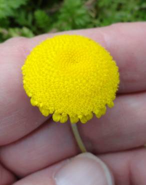 Fotografia 4 da espécie Cotula lineariloba no Jardim Botânico UTAD