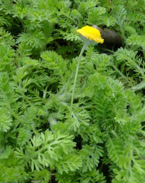 Fotografia 1 da espécie Cotula lineariloba no Jardim Botânico UTAD