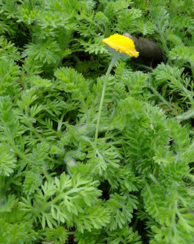 Fotografia de capa Cotula lineariloba - do Jardim Botânico