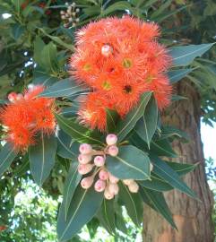 Fotografia da espécie Corymbia ficifolia