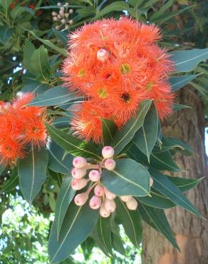 Fotografia 15 da espécie Corymbia ficifolia no Jardim Botânico UTAD