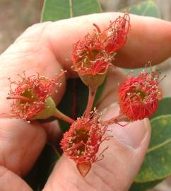 Fotografia da espécie Corymbia ficifolia