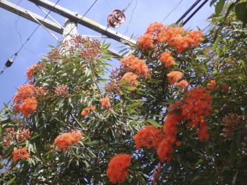 Fotografia da espécie Corymbia ficifolia