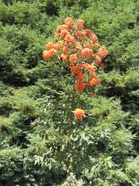 Fotografia da espécie Corymbia ficifolia